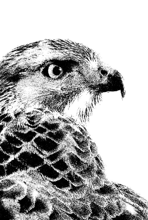 A high-contrast, black and white photo of a hawk.